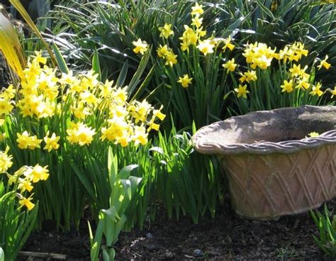 Aber, wusstest du, dass du die farbe selbst beeinflussen kannst? Schnittblumen für frische Sträuße im eigenen Garten anpflanzen