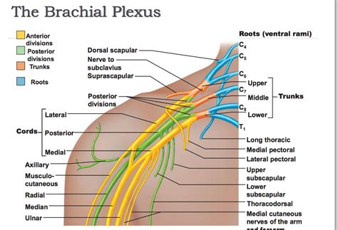 Brachial Plexus Cervical Sympathetic Trunk Brachial Plexus Nerves Plexus Products Brachial