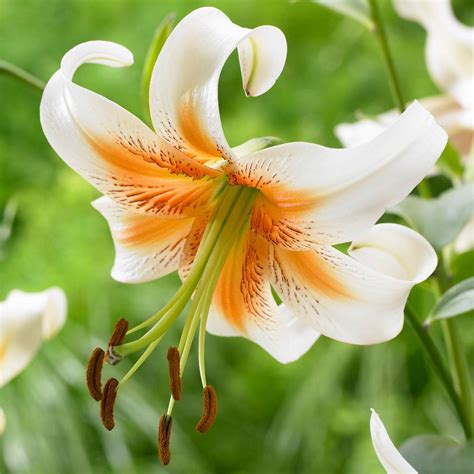 List Of 50 Different Types Of Lilies With Pictures