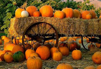Learn about the 16 fun fall activities for toddlers that the whole family will enjoy. Kessman Farms Pumpkin Patch - LocalHarvest