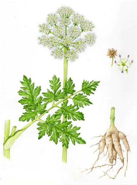 Comparing Hogweed Heracleum Species Artists Blogs Medical