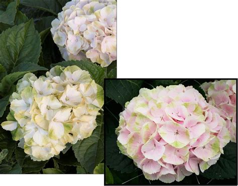 Seaside Serenade Cape Lookout Hydrangea Hinsdale Nurseries Welcome