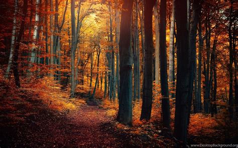 Path Through A Mysterious Yellow Forest In Autumn Wallpapers By