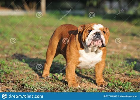 Adult English Bulldog Purebred Dog On The Grass In The Park Stock Photo