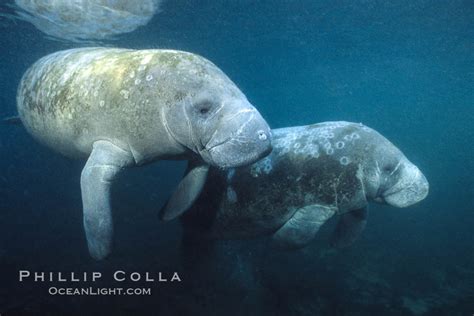 Florida Manatees At Three Sisters Springs Trichechus Manatus Crystal