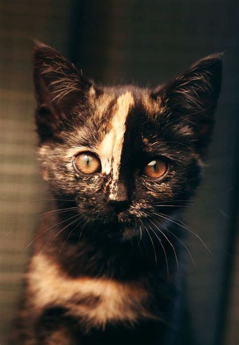 93 Best Images About Tortie Cats On Pinterest