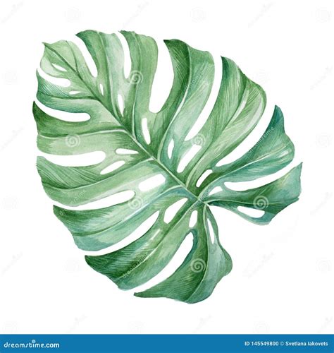 Monstera Leaf Watercolor Drawing Botany Stock Illustration