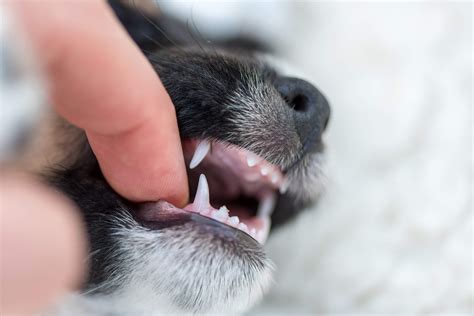 Help Your Teething Puppy Grow Their Adult Teeth