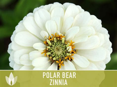 Zinnia Polar Bear White Heirloom Seeds Flower Seeds Etsy