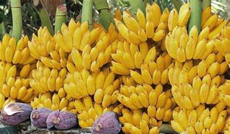 Banana Benefícios Da Banana à Saúde ~ Klima Naturali