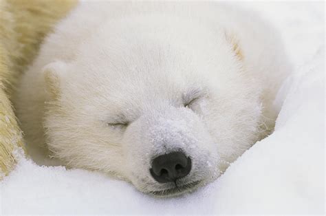 Portrait Of A Sleeping Polar Bear Cub Photograph By