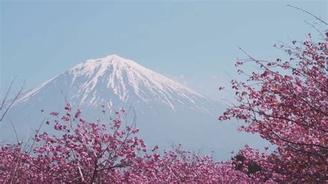 Spring Flower Garden Mount Fuji Lake Kawaguchi Wallpapers Wallpaper Cave