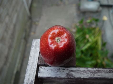 I am not a vegetarian, but i think a person who eats fruit everyday, will. Pin by Jennifer Yore on My favourite photos (With images) | Fruit, Apple