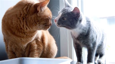 36 Top Pictures Introducing A Kitten To An Older Cat Introducing New