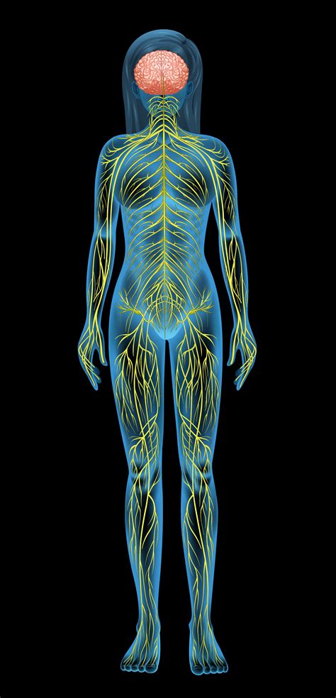 Maybe you would like to learn more about one of these? What Is Stress - Paleo Plan