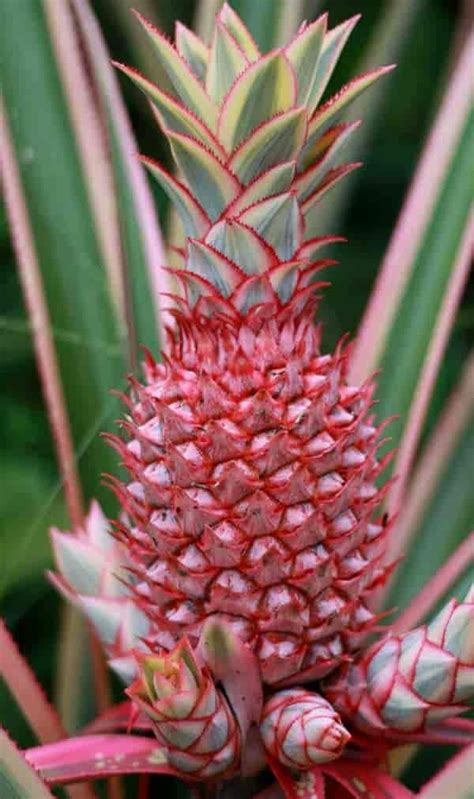 Pink Pineapple Plant Learn Growing And Care Of Ananas Comosus