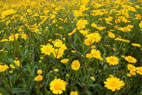 30 Types Of Yellow Flowers 2023 List A To Z Photos And Info Gelbe