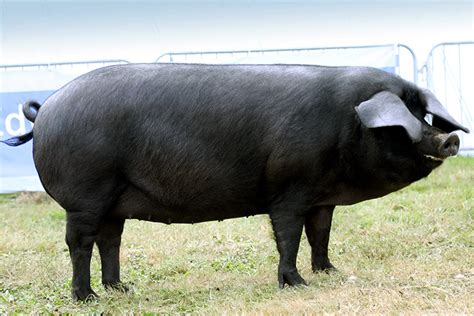 Large Black British Pig Association