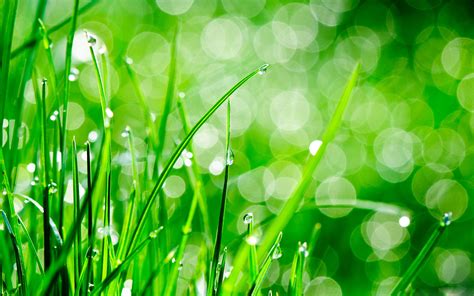 Hd Wallpaper Grass Download Pixelstalknet