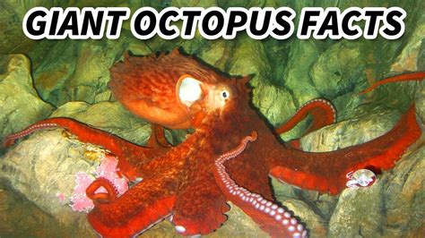 Giant Octopus Facts The Biggest Octopus 🐙 Animal Fact Files Youtube