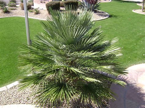 Arizona Landscape Plant Library Mediterranean Fan Palm Poco Verde