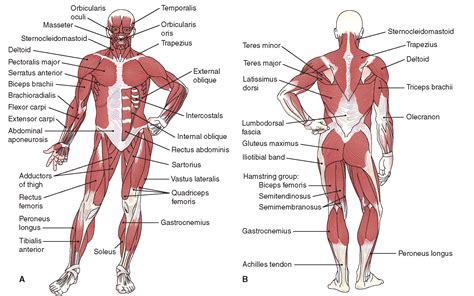 Muscles Labeled Front And Back Muscular System Male Anatomy Poster Physiology Poster