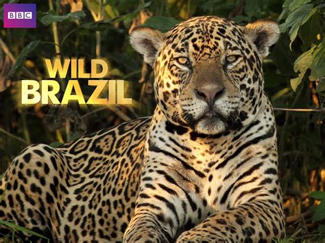 Watch Wild Brazil Season 1 Prime Video