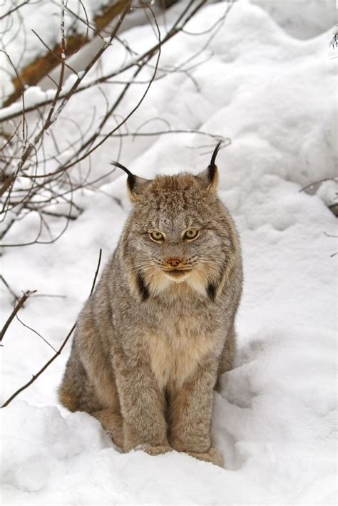 A Canada Lynxs Steady Gaze Breaks The Landscape Of A Snowy Forest