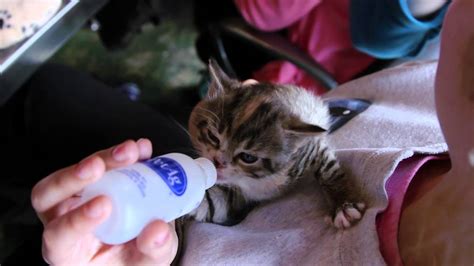 Neonatal Kitten Care Workshop Youtube