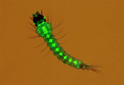 Genetically Modified Mosquito Larva Photograph By Sinclair Stammers