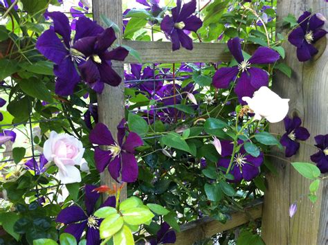 It is one of seven species of clematis native to new zealand. Rose Companions: Clematis - The Garden Diary