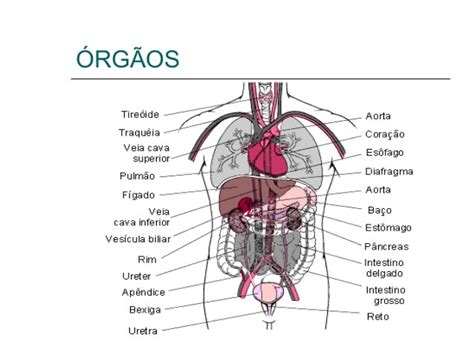 Anatomia De Orgãos E Sistemas Trabalho De Formatura