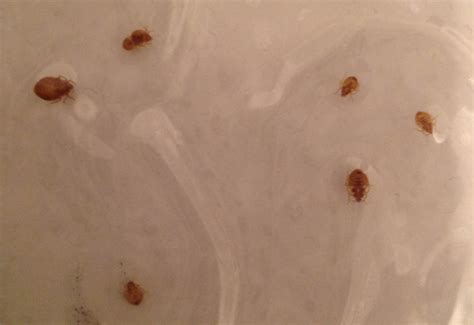 Bed Bug Infestation Whats That Bug