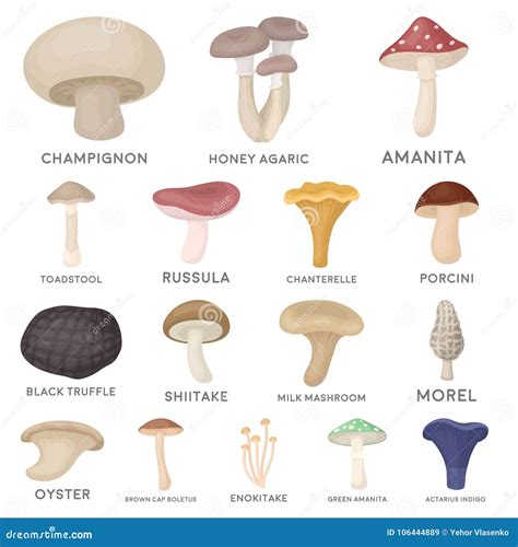 Poisonous And Edible Mushroom Cartoon Icons In Set Collection For