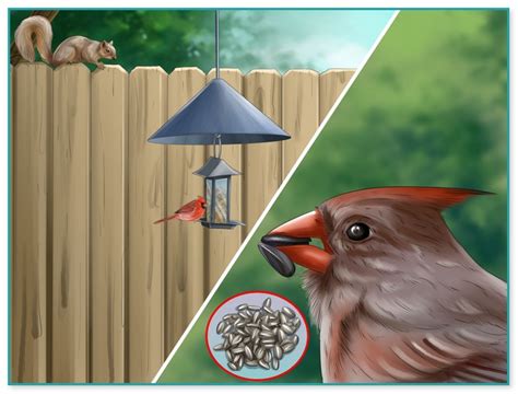 Birdhouse and nest box plans for several bird species the birders report. Cardinal Birdhouse Plans Free