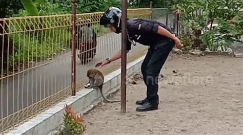 Man Shows How To Catch Wild Monkeys Safely With His Bare Hands Buy