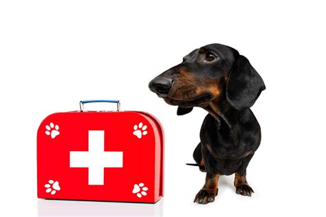 First Aid Tips Vetwest Veterinary Clinics