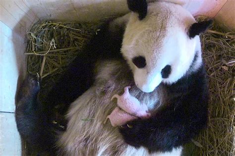 Giant Panda Gives Birth To Surprise Twins At Vienna Zoo