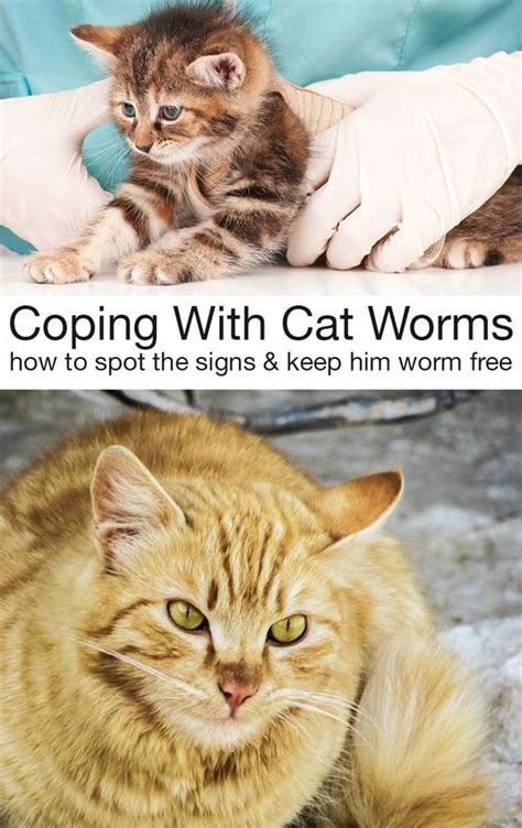 The Most Common Types Types Of Cat Worms How To Recognize The Symptoms
