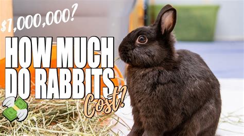 How Much Does It Cost To Own A Rabbit 💸 Youtube