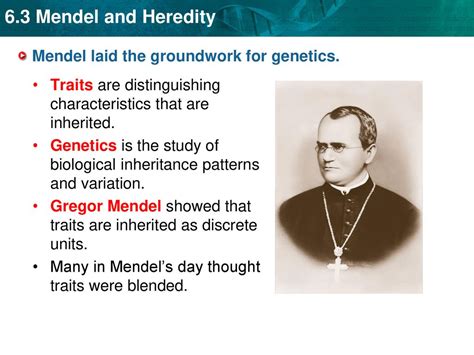 Mendel Laid The Groundwork For Genetics Ppt Download