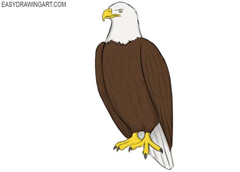 How To Draw A Bald Eagle Easy Drawing Art