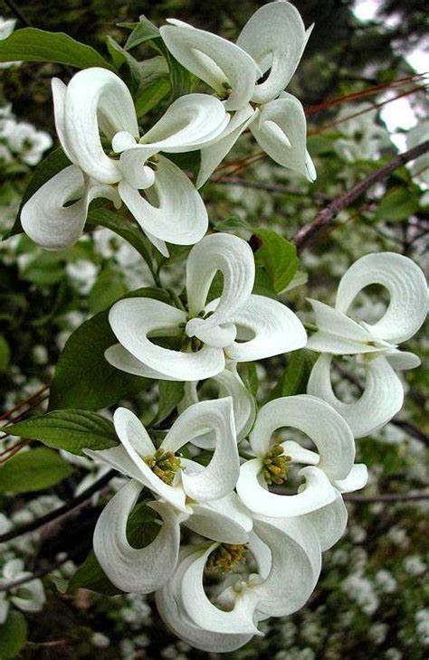 Dec 05, 2020 · you can find cold hardy flowering shrubs that will thrive in your region. 106 best images about Zone 4 Trees and Shurbs on Pinterest ...