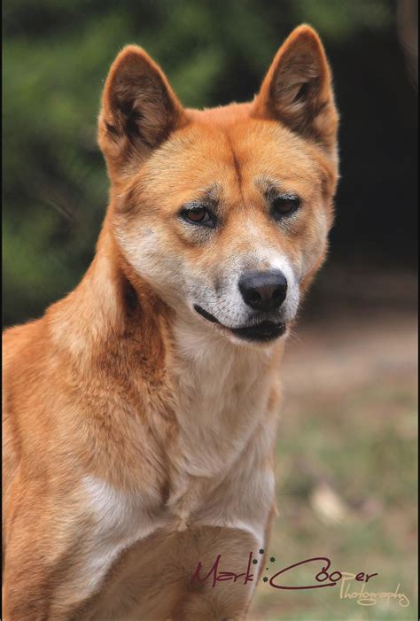 Portrait Of A Handsome Dingo The Dingo Canis Familiaris Is A Feral