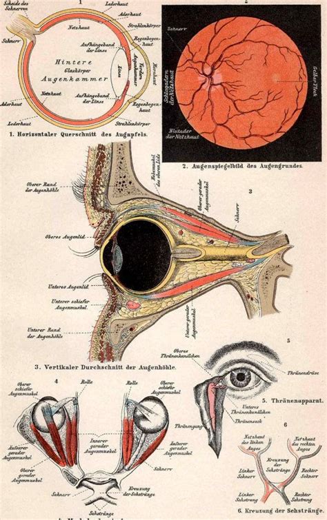 1903 Antique Eye Anatomy Print Original Antique Human Medical Anatomy