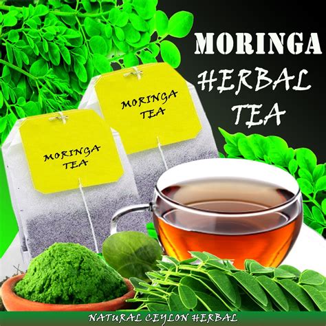 Moringa Tea Pure Natural Herbal Moringa Oleifera Tea Bags Etsy