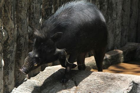 Philippine Warty Pig Sus Philippensis Zoochat