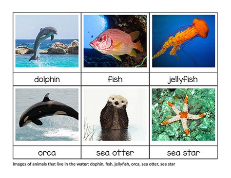 Marine Water Animals List