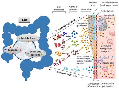 Our Gut Microbiome Is Always Changing Its Also Remarkably Stable
