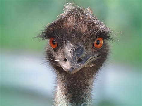 Emu Foto And Bild Tiere Zoo Wildpark And Falknerei Vögel Bilder Auf